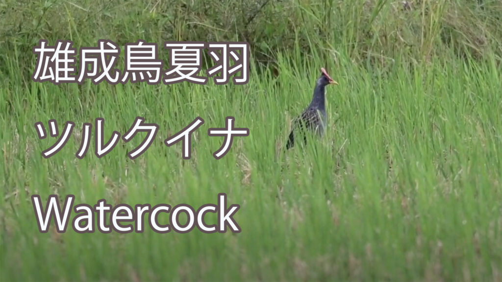 【7月、雄成鳥夏羽】 ツルクイナ  Watercock