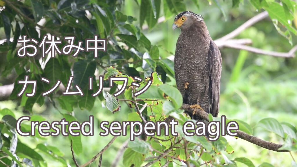 【お休み中】 カンムリワシ Crested serpent eagle