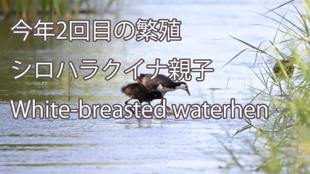 【今年2回目の繁殖】 シロハラクイナ親子  White-breasted waterhen
