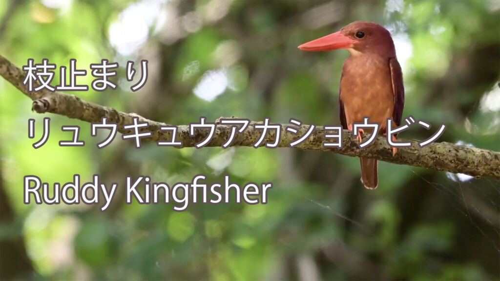 【枝止まり】 リュウキュウアカショウビン Ryukyu Ruddy Kingfisher