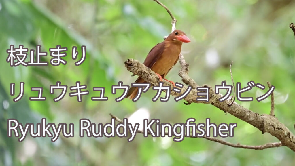【枝止まり】 リュウキュウアカショウビン  Ryukyu Ruddy Kingfisher