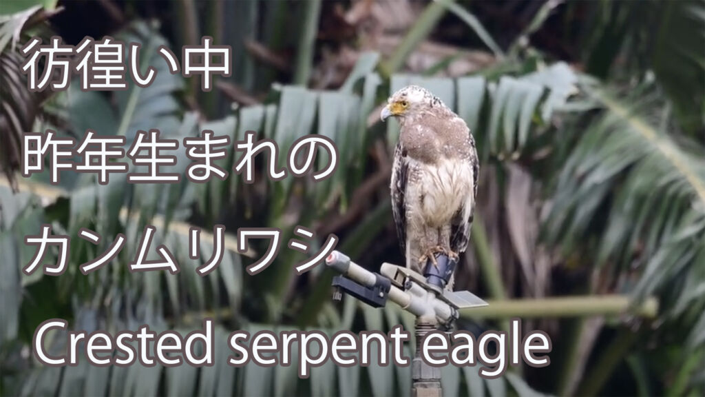 【彷徨い中】昨年生まれのカンムリワシ Crested serpent eagle