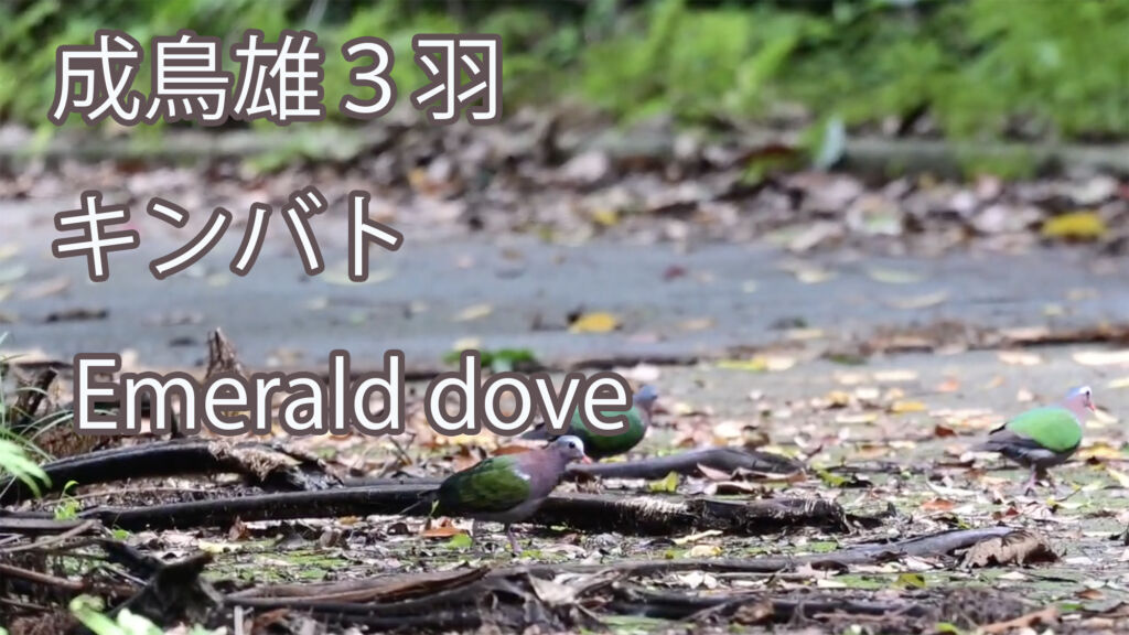 【成鳥雄３羽】 キンバト Emerald dove