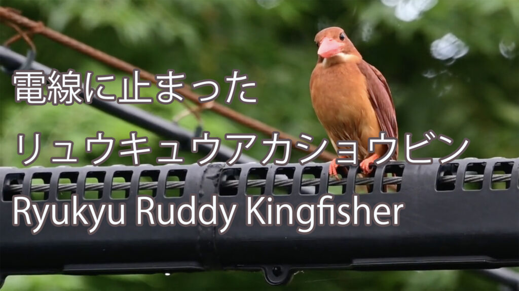 【電線に止まった】 リュウキュウアカショウビン Ryukyu Ruddy Kingfisher
