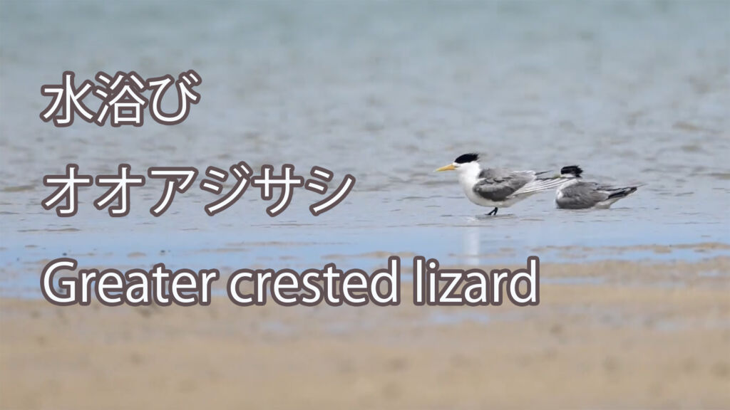 【水浴び】 オオアジサシ Greater crested lizard
