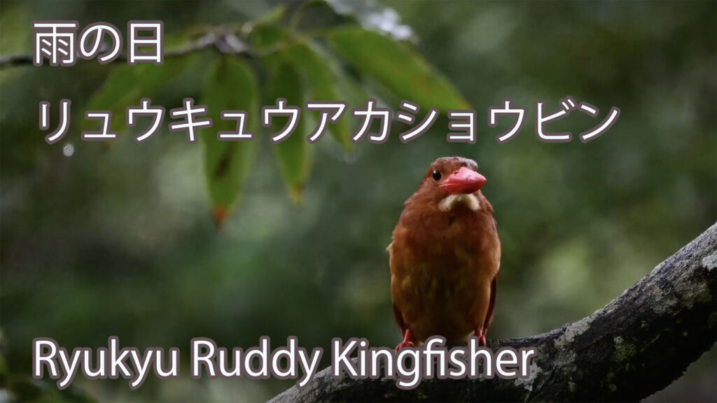 【雨の日】 リュウキュウアカショウビン  Ryukyu Ruddy Kingfisher