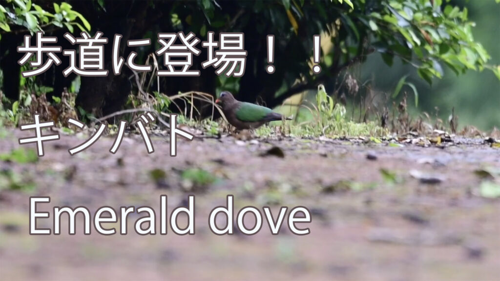 【歩道に登場！！】 キンバト Emerald dove