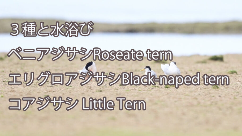 【３種と水浴び】 ベニアジサシRoseate tern エリグロアジサシBlack-naped tern コアジサシ Little Tern
