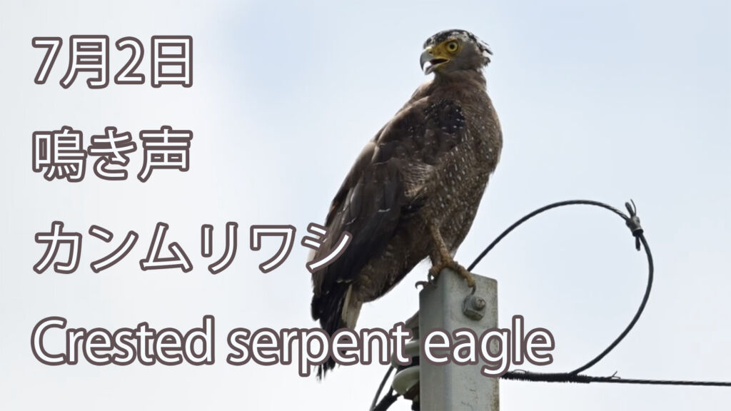 【7月2日鳴き声】カンムリワシ Crested serpent eagle