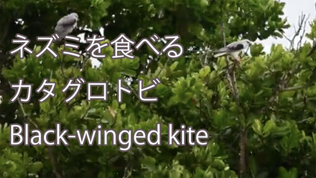 【ネズミを食べる】 カタグロトビ  Black-winged kite
