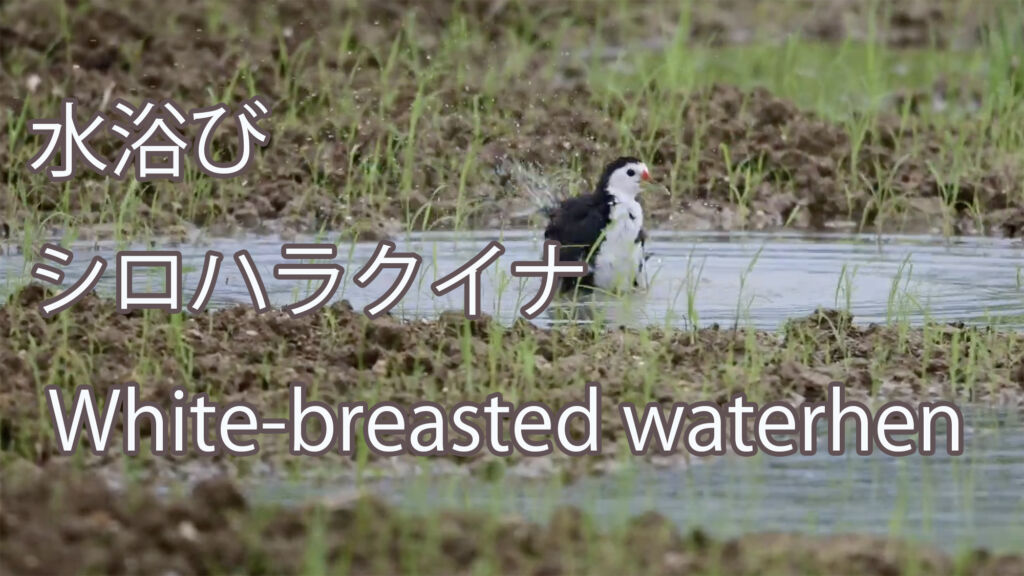 【水浴び】 シロハラクイナ White-breasted waterhen