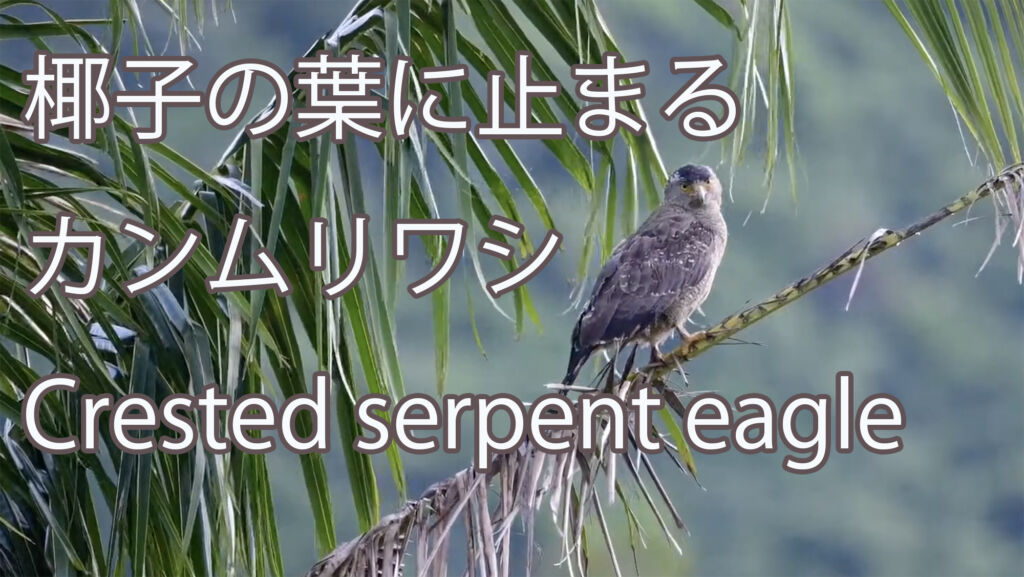 【椰子の葉に止まる】 カンムリワシ Crested serpent eagle