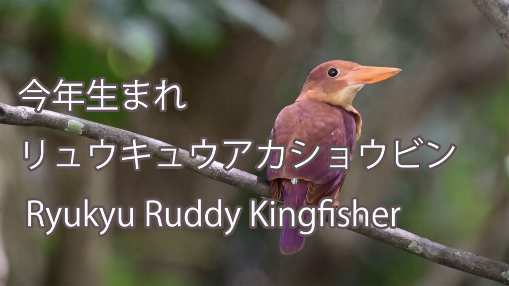 【今年生まれ】 リュウキュウアカショウビン Ryukyu Ruddy Kingfisher
