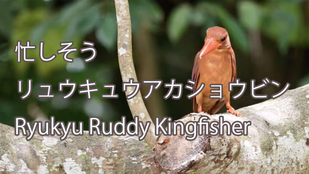 【忙しそう】 リュウキュウアカショウビン Ryukyu Ruddy Kingfisher