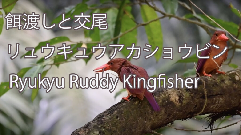 【餌渡しと交尾】リュウキュウアカショウビン Ryukyu Ruddy Kingfisher