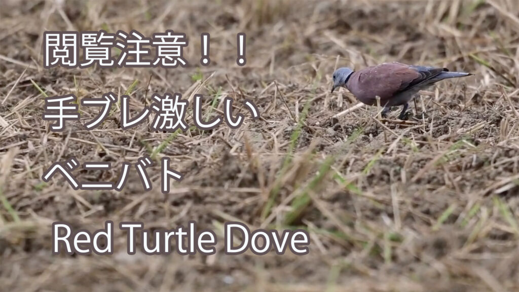【閲覧注意】手ブレ激しい ベニバト Red Turtle Dove