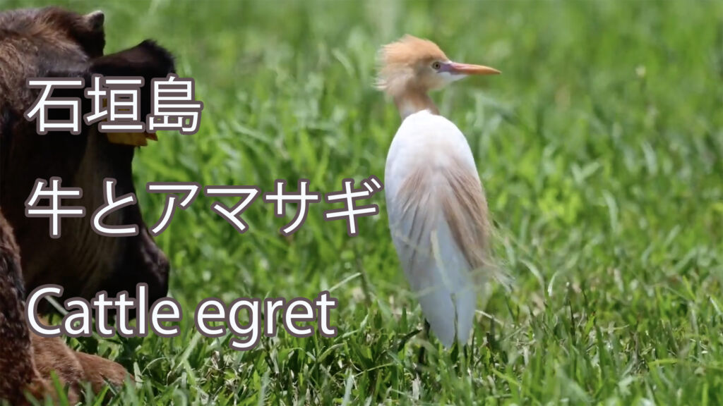 【石垣島】 牛とアマサギ  Cattle egret