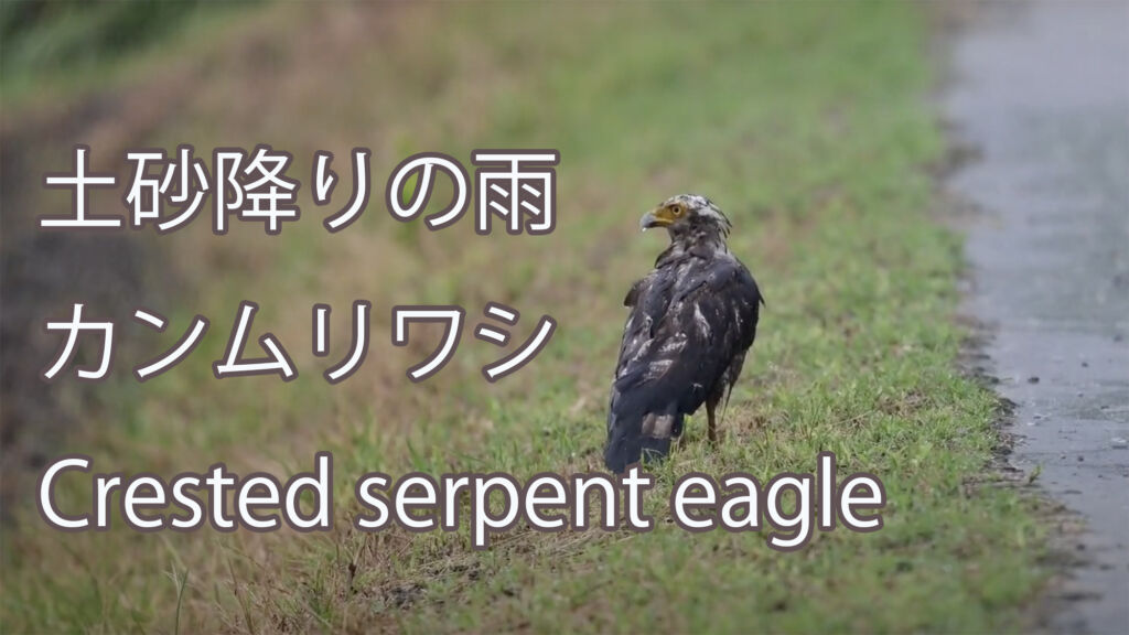 【土砂降りの雨】 カンムリワシ Crested serpent eagle