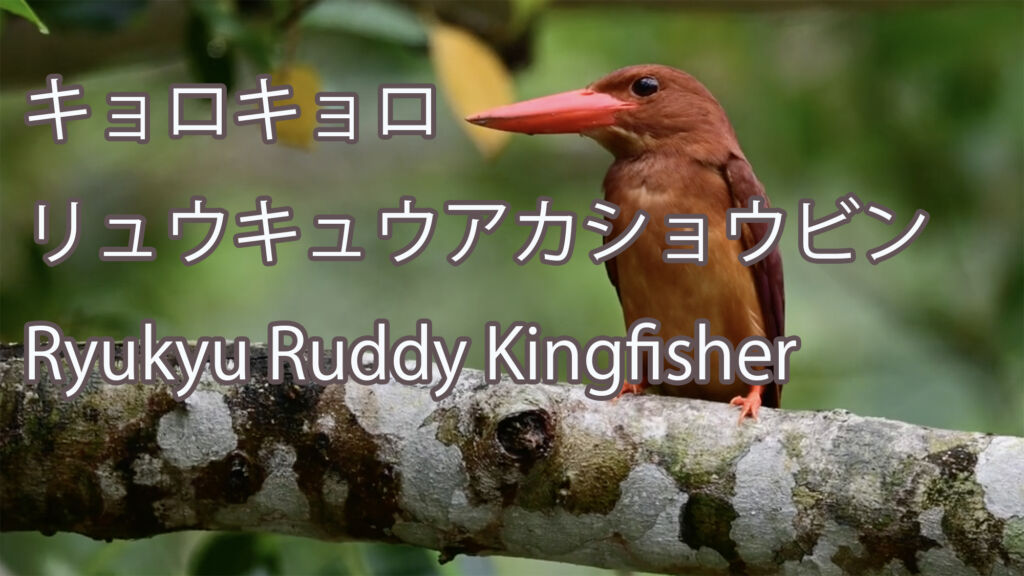 【キョロキョロ】 リュウキュウアカショウビン Ryukyu Ruddy Kingfisher