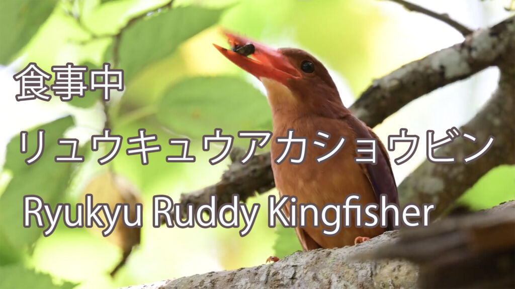 【食事中】 リュウキュウアカショウビン Ryukyu Ruddy Kingfisher