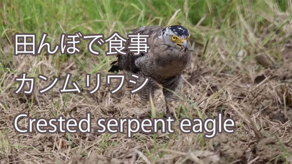【田んぼで食事】 カンムリワシ Crested serpent eagle