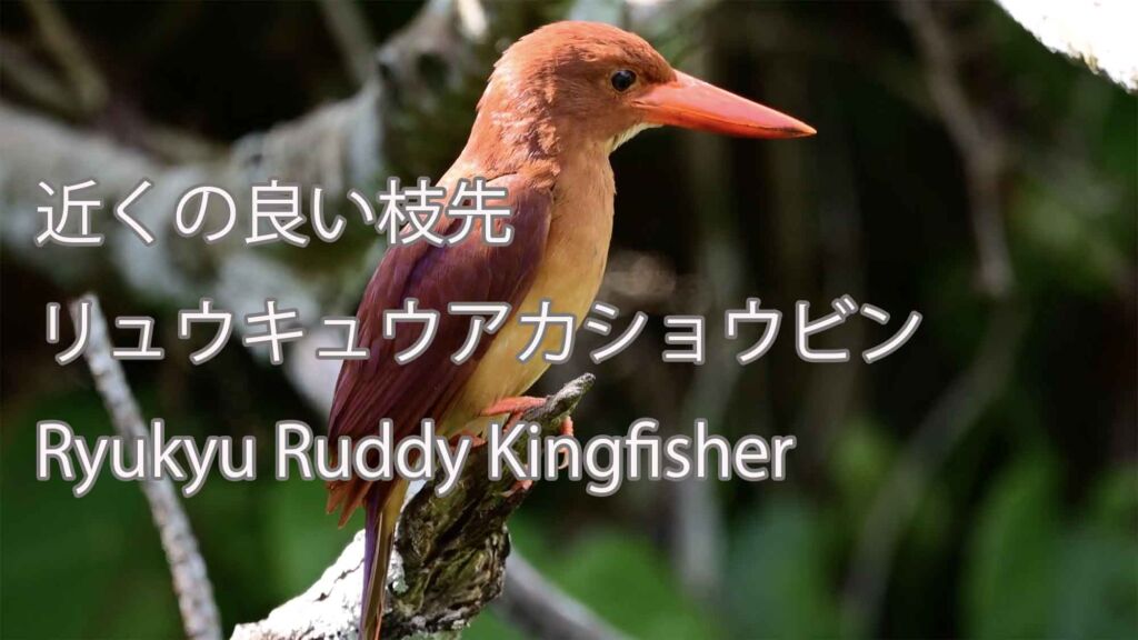 【近くの良い枝先】リュウキュウアカショウビン Ryukyu Ruddy Kingfisher
