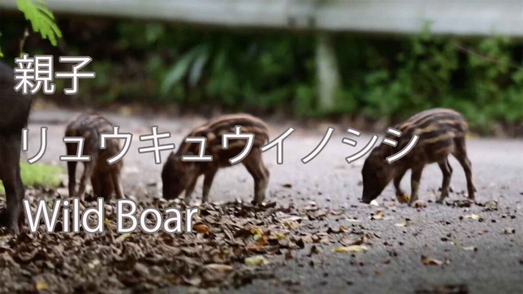 【親子】リュウキュウイノシシ Wild Boar