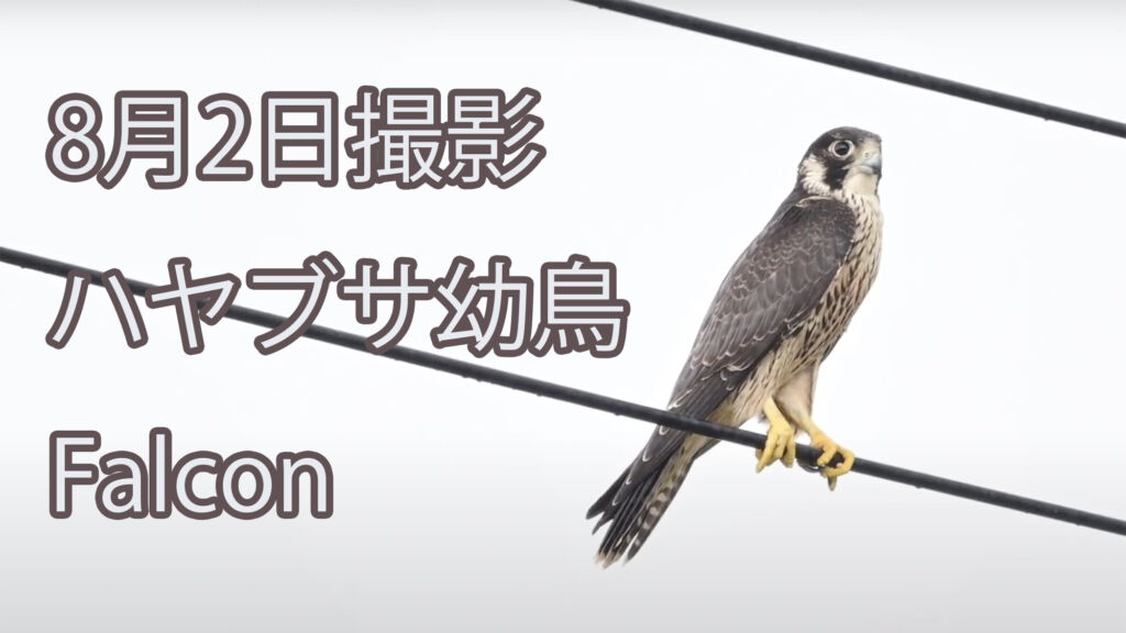 【8月2日撮影】ハヤブサ幼鳥 Falcon