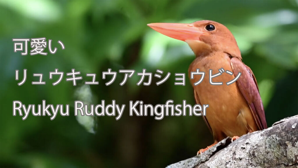 【短い動画】 可愛いリュウキュウアカショウビン Ryukyu Ruddy Kingfisher
