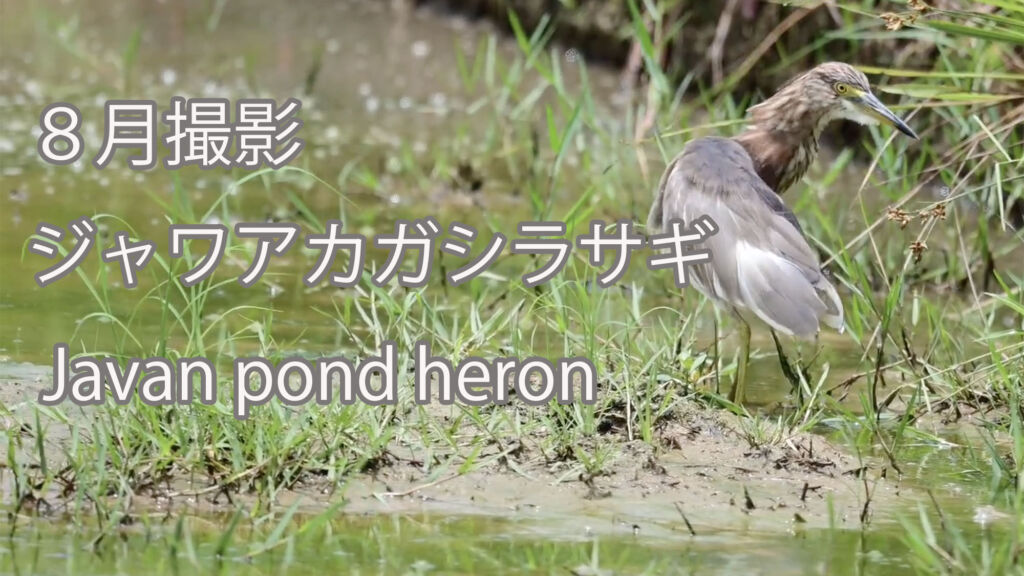 【８月撮影】ジャワアカガシラサギ Javan pond heron