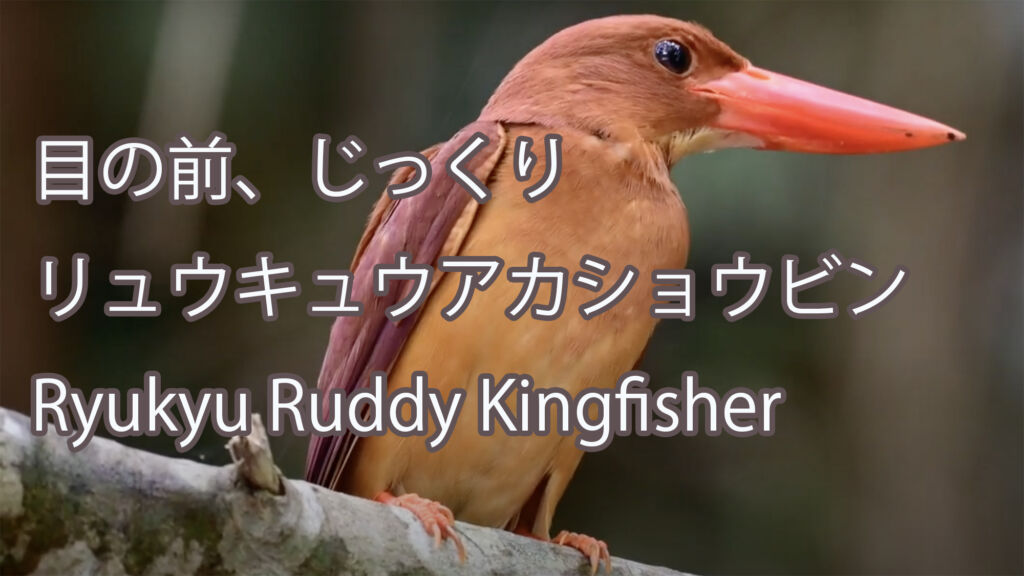 【目の前、じっくり】リュウキュウアカショウビン Ryukyu Ruddy Kingfisher