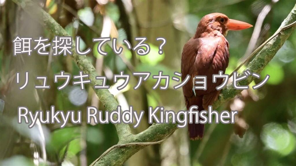 【餌を探している？】リュウキュウアカショウビン Ryukyu Ruddy Kingfisher