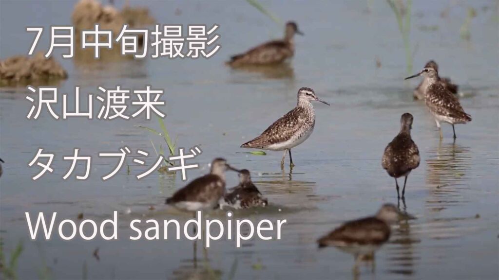 【7月中旬撮影】沢山渡来 タカブシギ Wood sandpiper