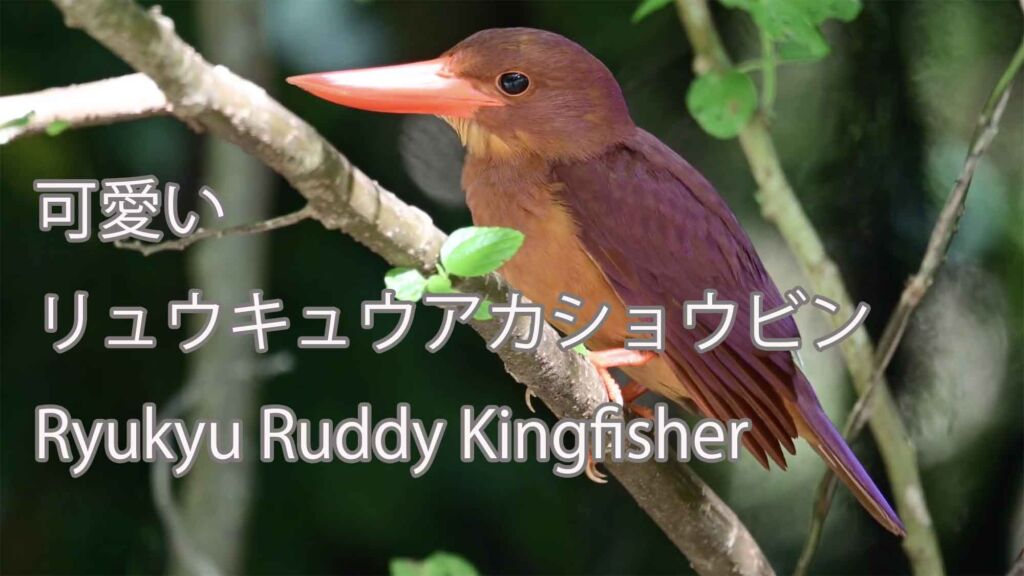 【可愛い】リュウキュウアカショウビン Ryukyu Ruddy Kingfisher