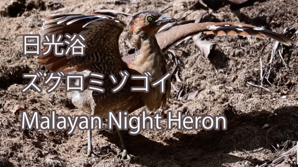【日光浴】ズグロミゾゴイ Malayan Night Heron