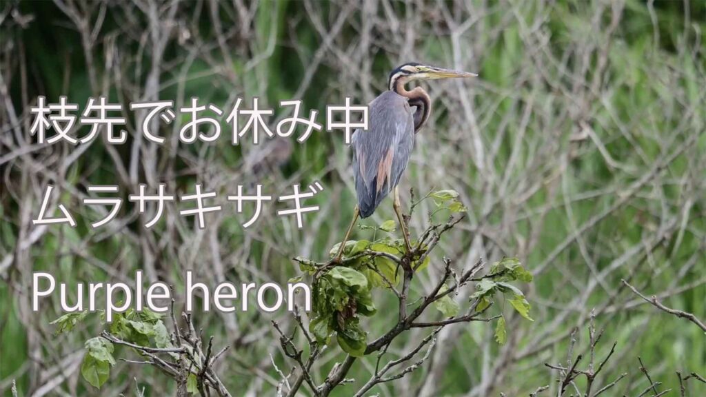 【枝先でお休み中】 ムラサキサギ Purple heron