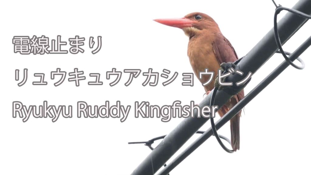 【電線止まり】リュウキュウアカショウビン Ryukyu Ruddy Kingfisher