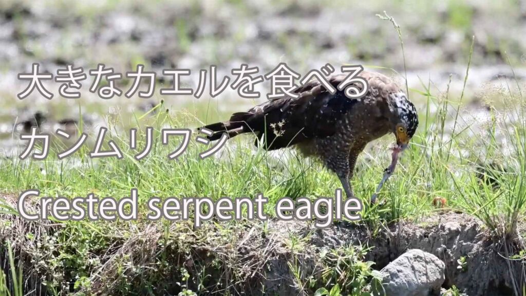 【大きなカエルを食べる】カンムリワシ Crested serpent eagle