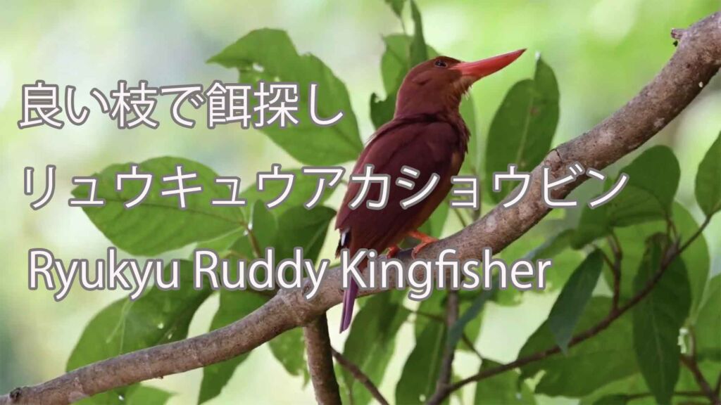 【良い枝で餌探し】リュウキュウアカショウビン Ryukyu Ruddy Kingfisher