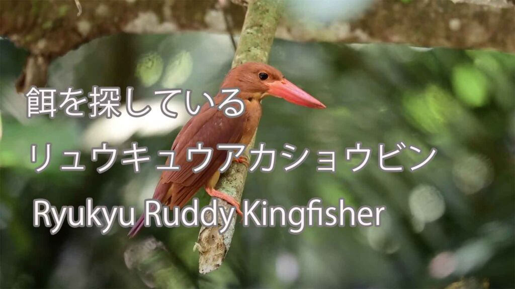 【餌を探している】リュウキュウアカショウビン Ryukyu Ruddy Kingfisher