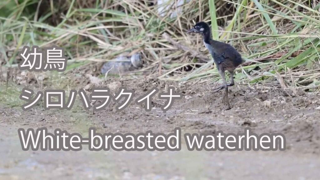 【幼鳥】シロハラクイナ White-breasted waterhen