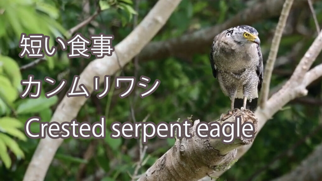 【短い食事】カンムリワシ Crested serpent eagle