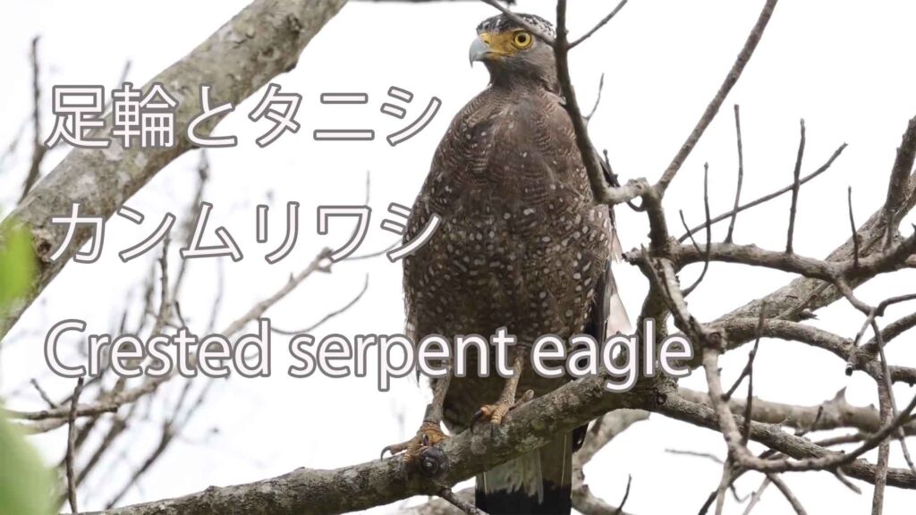 【足輪とタニシ】カンムリワシ Crested serpent eagle