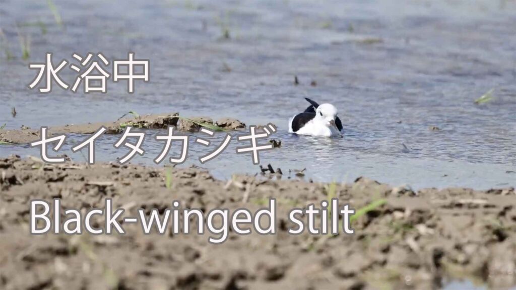 【水浴中】セイタカシギ Black-winged stilt