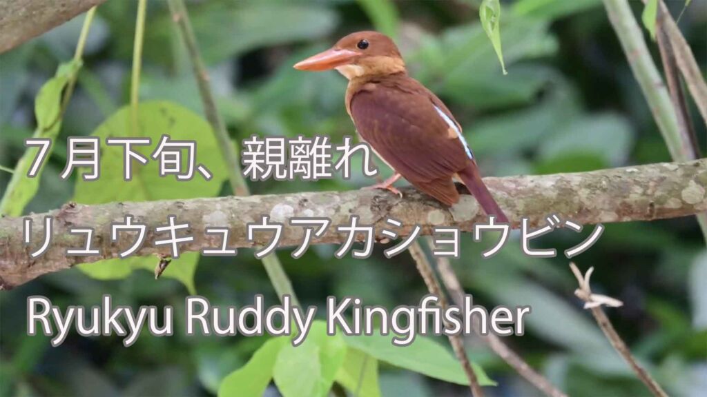 【７月下旬、親離れ】リュウキュウアカショウビン Ryukyu Ruddy Kingfisher