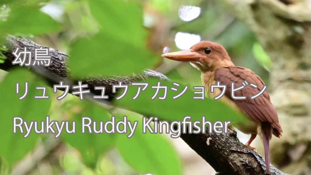 【幼鳥】リュウキュウアカショウビン Ryukyu Ruddy Kingfisher
