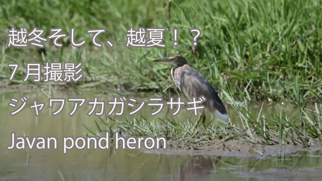 【越冬そして、越夏！？】ジャワアカガシラサギ Javan pond heron　7月撮影