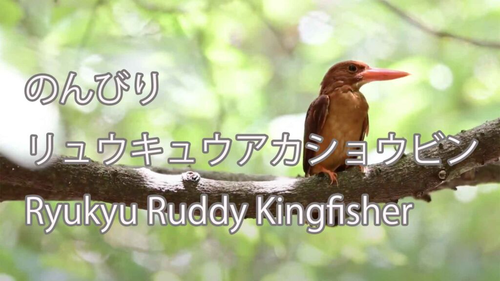 【のんびり】リュウキュウアカショウビン Ryukyu Ruddy Kingfisher