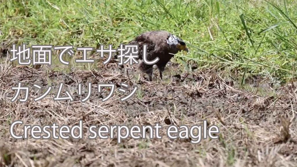 【地面でエサ探し】カンムリワシ Crested serpent eagle