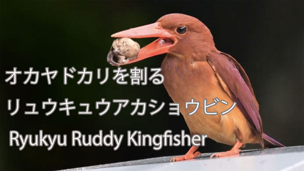 【オカヤドカリを割る】リュウキュウアカショウビン Ryukyu Ruddy Kingfisher